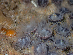 Astrangia woodsi
