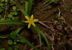 Hypoxis aurea