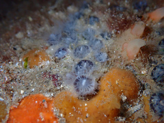 Astrangia woodsi