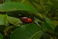 Rhynchophorus ferrugineus