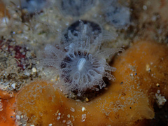 Astrangia woodsi