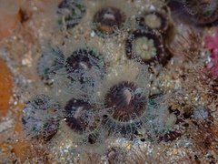 Astrangia woodsi
