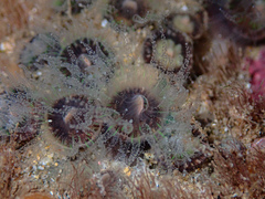 Astrangia woodsi