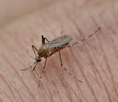 Coquillettidia richiardii