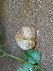 Helix pomatia