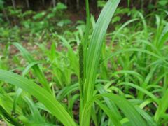 Carex dispalata