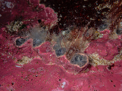 Astrangia woodsi