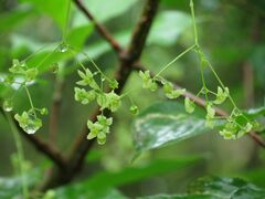 Euonymus macropterus