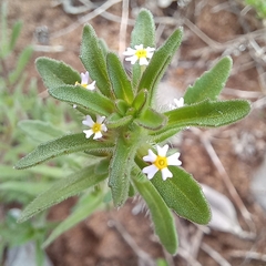 Zaluzianskya gracilis