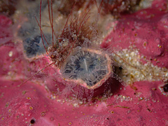 Astrangia woodsi