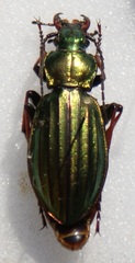 Carabus auronitens punctatoauratus