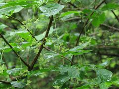 Euonymus macropterus