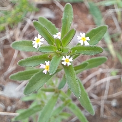 Zaluzianskya gracilis
