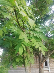 Sorbus sibirica