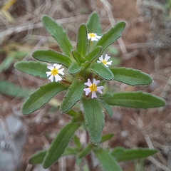 Zaluzianskya gracilis