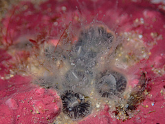 Astrangia woodsi