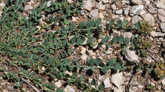 Telephium imperati