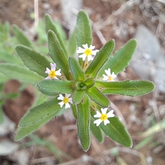 Zaluzianskya gracilis