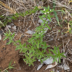 Zaluzianskya gracilis
