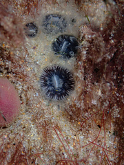 Astrangia woodsi