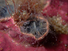 Astrangia woodsi