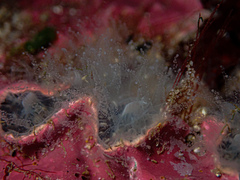 Astrangia woodsi