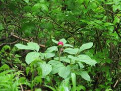Paeonia obovata