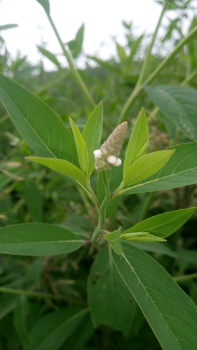 Sphenocleaceae image