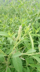 Sphenoclea