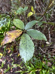 Pseudopanax arboreus
