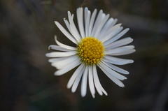 Allittia uliginosa
