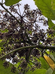 Pseudopanax arboreus