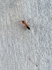 Opisthopsis