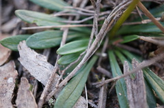 Allittia uliginosa