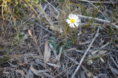 Allittia uliginosa