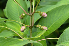 Strobilanthes callosa
