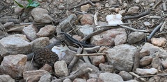 Lampropholis guichenoti