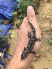 Hemidactylus frenatus