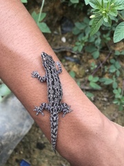 Hemidactylus frenatus