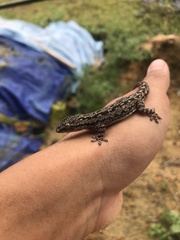 Hemidactylus frenatus