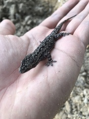 Hemidactylus frenatus