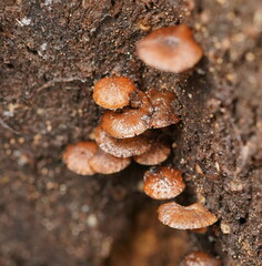Psathyrella echinata