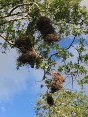 Phacellodomus rufifrons