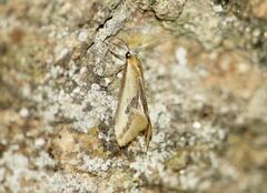 Batia lunaris