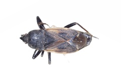 Eremocoris plebejus