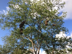 Phacellodomus rufifrons