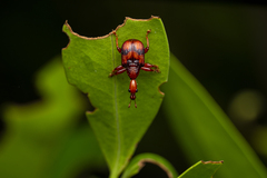 Strigapoderus