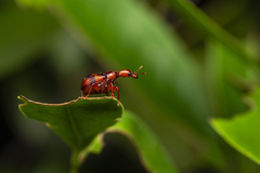 Strigapoderus