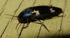 Dircaea liturata