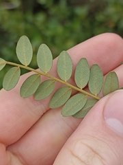 Sophora tetraptera